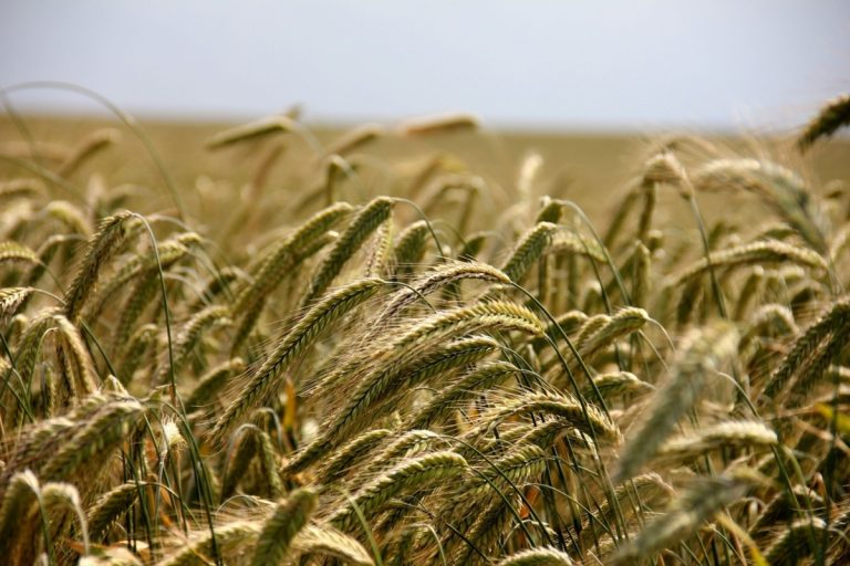 Recomiendan extender arancel 0 % para importación de trigo a Colombia