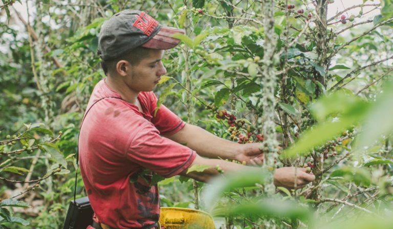 Producción de café en Colombia ha caído 8 % en lo corrido de 2021