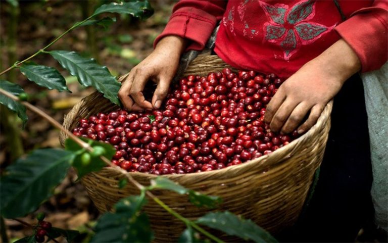 Producción de café en Colombia cayó 15 % a abril de 2022