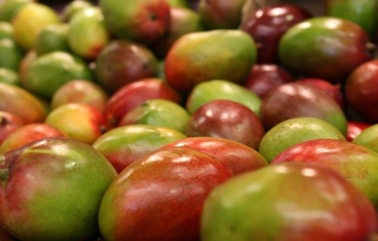 Mango colombiano entra a un mercado de US$500 millones en Estados Unidos