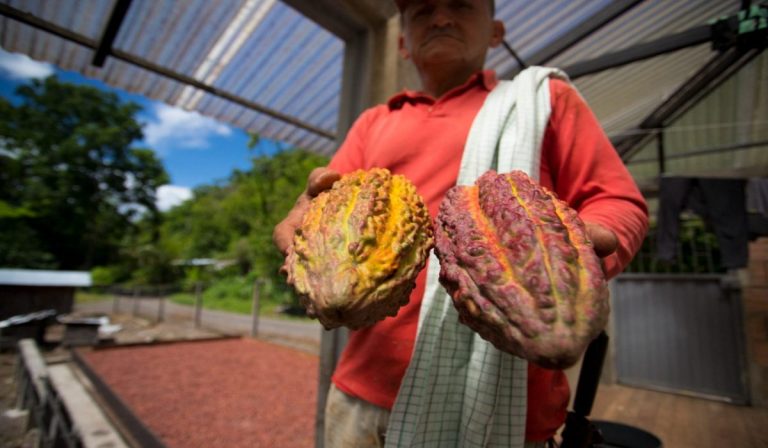 Productores de cacao en Putumayo, reciben puntos de acopio para impulsar sus procesos agropecuarios