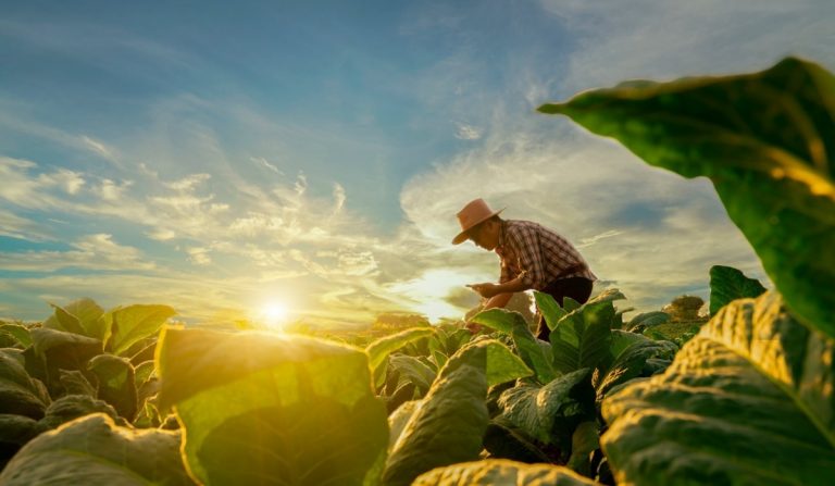 Fedegán: Hectáreas para la reforma agraria en Colombia podrían generar bonos verdes