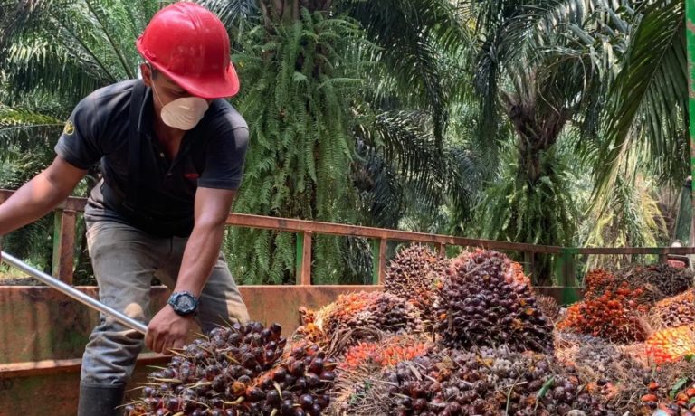 A marzo, producción de aceite de palma en Colombia creció 12,7 %