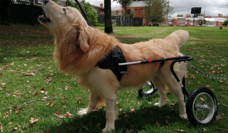 Movilidad para todos, una donatón por las mascotas discapacitadas