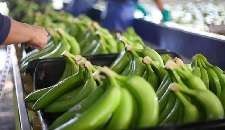 Tecbaco cerró el 2021 con 17,8 millones de cajas de banano exportadas