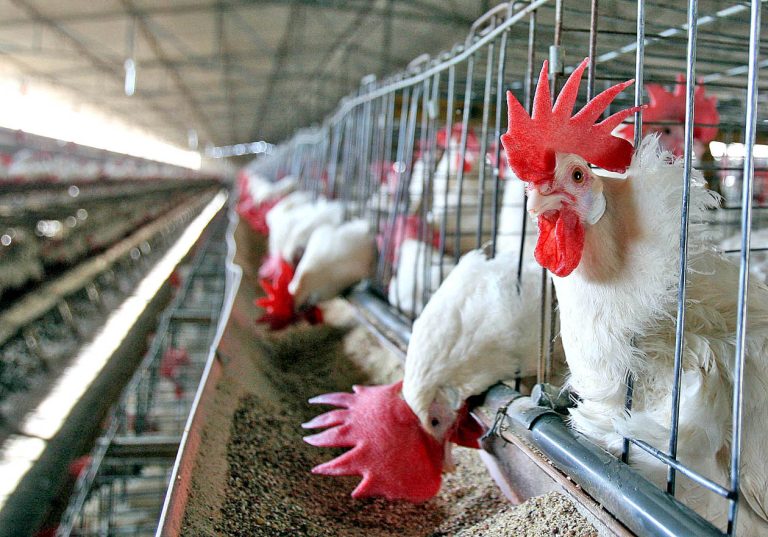 Nuevos desafíos y tendencias del Sector Avícola en Colombia