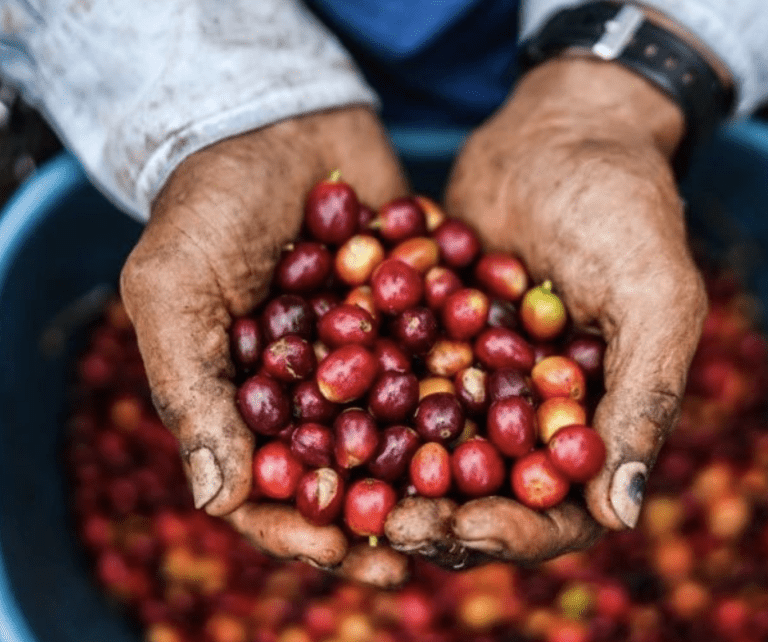 Producción de café en Colombia cayó 13 % en marzo de 2022