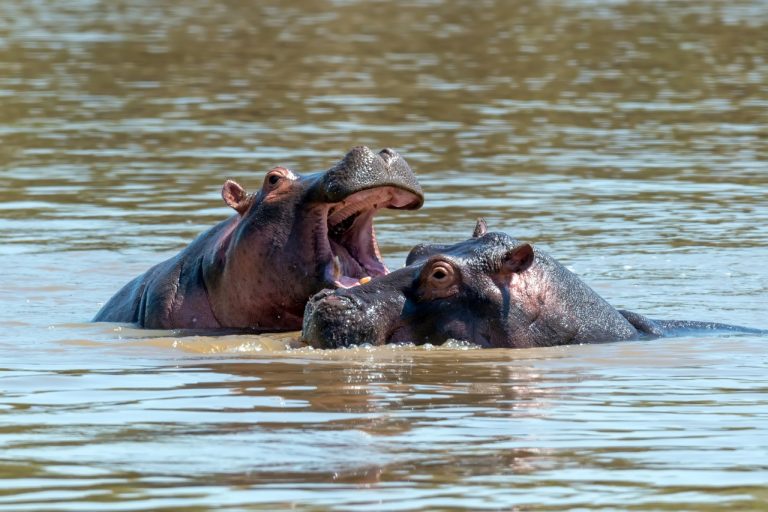 Proponen área protegida para hipopótamos de Escobar y evitar su sacrificio