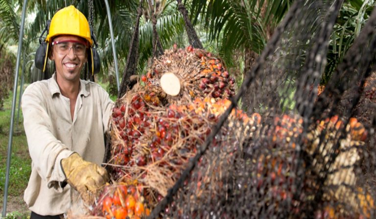 Colombia lidera producción sostenible de aceite de palma y supera estándares en el mundo