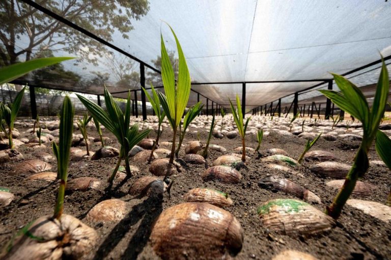 En Colombia, una fruta le hace competencia al aguacate en exportaciones