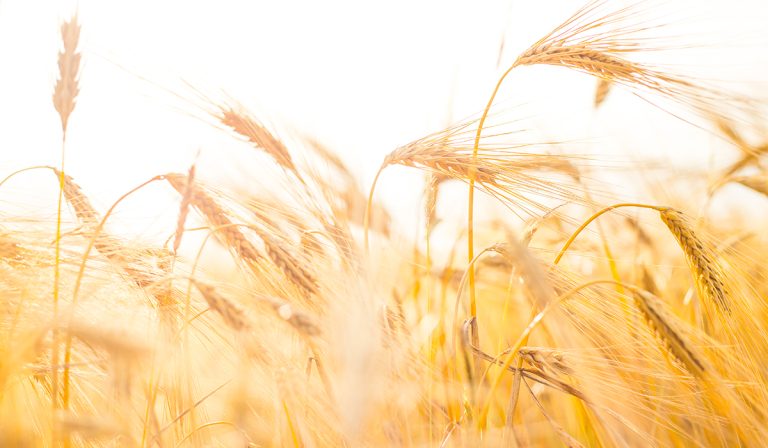 G7 advierte que la suspensión de exportaciones de trigo de India “agravará la crisis”