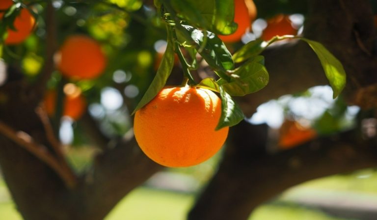 Colombia alista 23 toneladas de naranja para exportar a República Dominicana