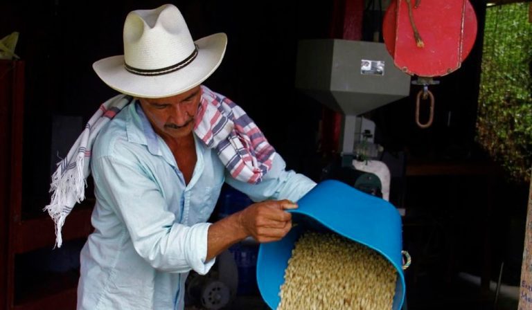 Colombia estima cosecha cafetera de 12 millones de sacos en 2022; vienen elecciones cafeteras