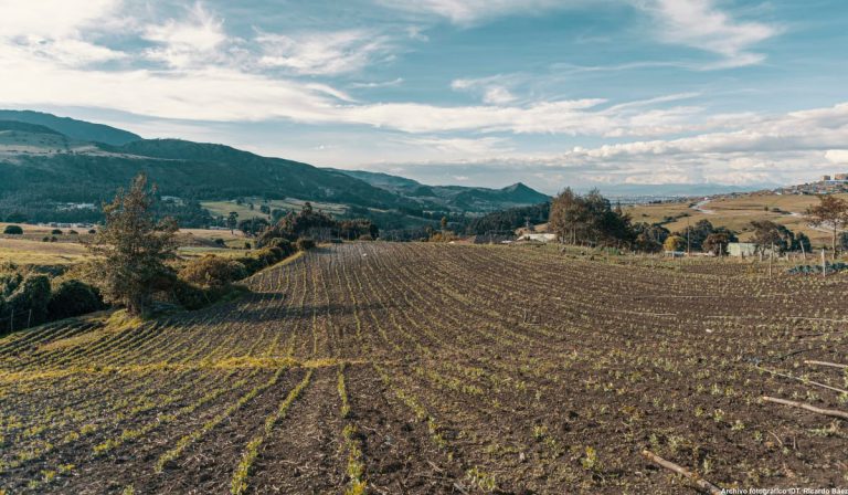 Nitrofert dispone de 400 mil toneladas de fertilizantes para producción agrícola en Colombia