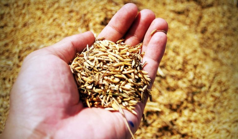 Índice de precios de la FAO subió en julio, ¿cuál fue el impacto del cese del acuerdo de granos de Ucrania?