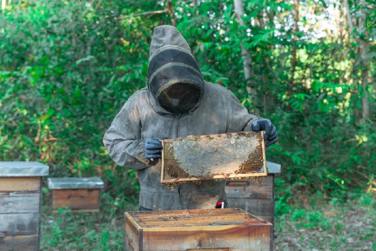Familias del Bajo Cauca antioqueño impulsan la apicultura con la ayuda de Mineros