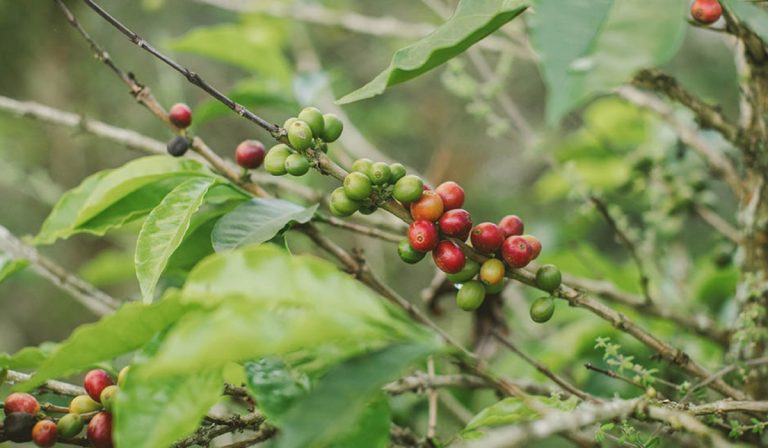 Colombia: producción de café cayó 22 % en julio a 944.000 sacos