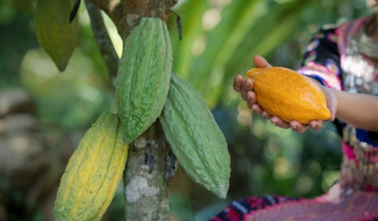 Firma colombiana exporta modelo agroalimentario a Perú