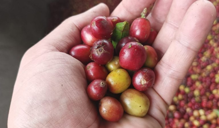 Proyecto empresarial busca recuperar tierras para producir café en Colombia