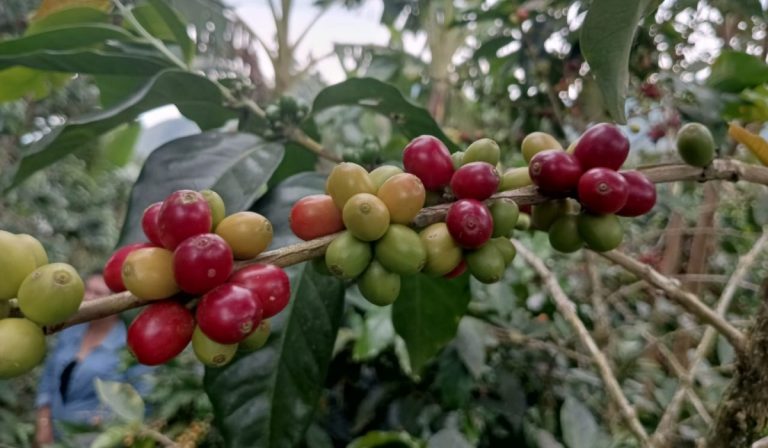 Producción de café en Colombia cae 12 % en octubre de 2022