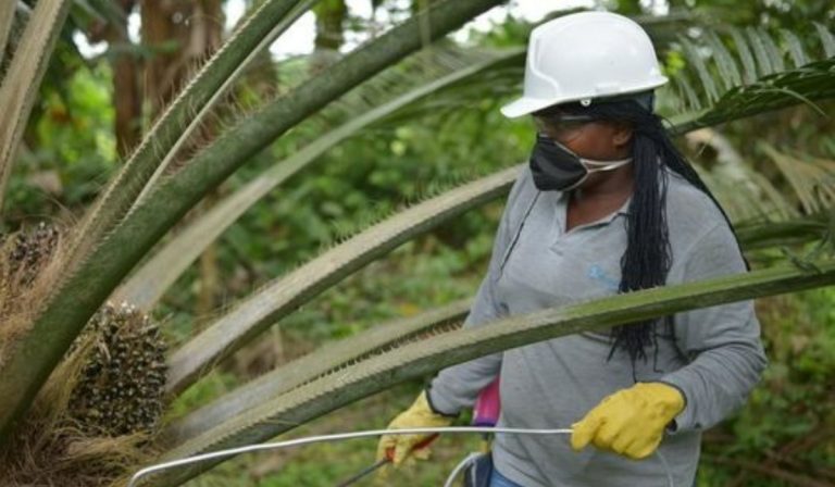 ¿Cuánto gana un palmicultor por mes en Colombia?: sueldo supera a muchas profesiones