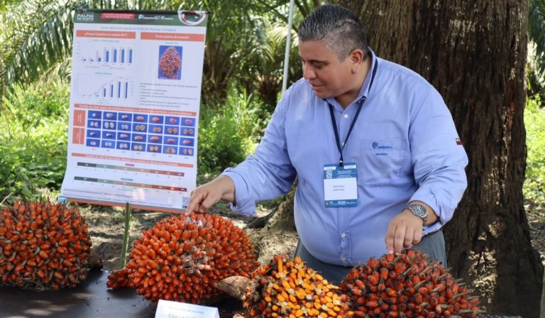 Panorama palmicultura en Colombia: ¿cuánto se exportará para final de 2022?