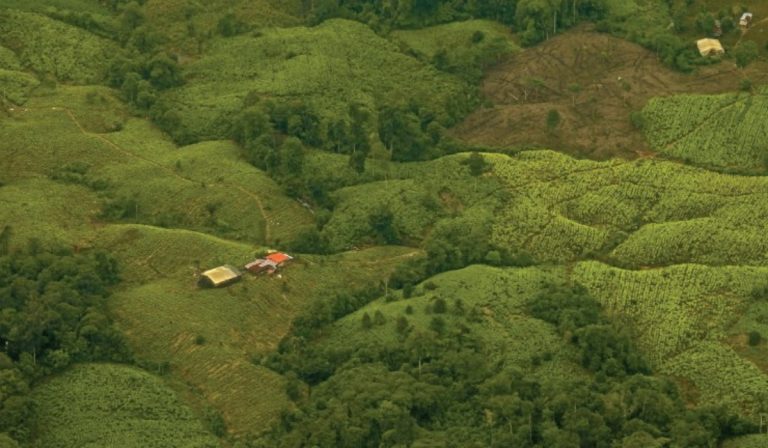 Colombia alcanzó nuevo récord de cultivos de coca en 2021: ONU