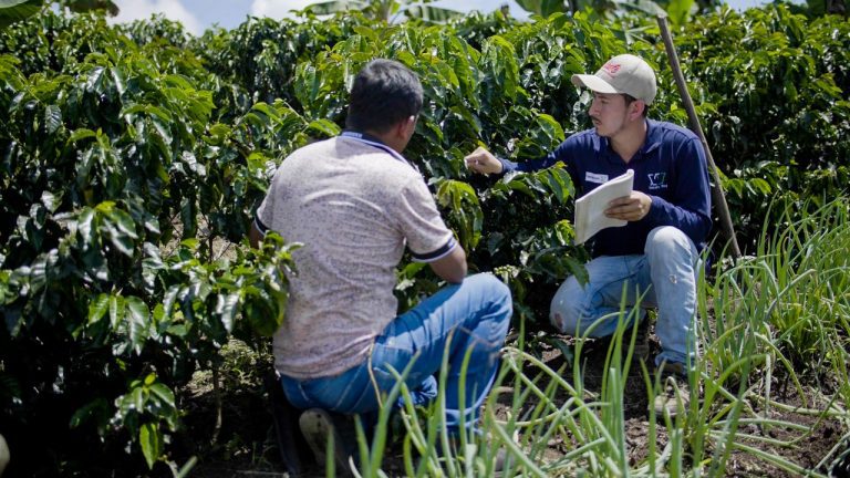 550 familias en Colombia serán beneficiadas con “Programa para la Productividad de Fincas Cafeteras”