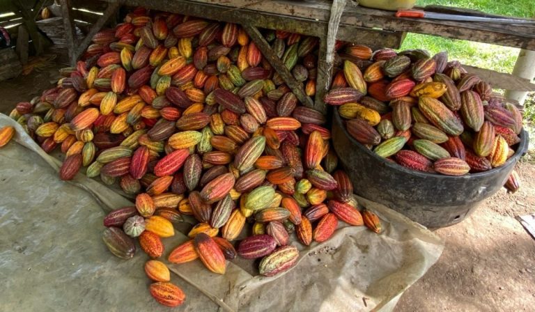Empresas suizas le apuestan a la calidad del cacao colombiano 