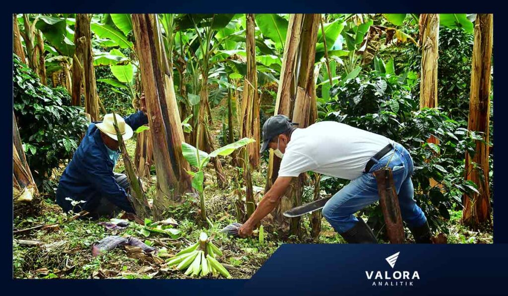 Agricultores fincas Valle del Cauca. Imagen: Cortesía Valle Agro