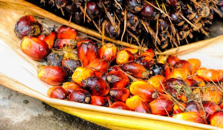 Producción de aceite de palma en Colombia creció 4,3 % a mayo de 2023