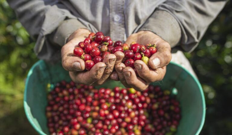 Producción de café en Colombia cae en lo corrido del año por efecto de las lluvias