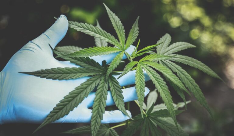 Avanza proyecto para regular uso adulto del cannabis en Colombia