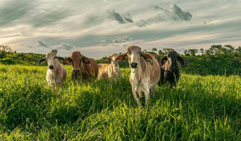 Blanc Bleu Adama invierte en Colombia US$15 millones para producción de carne ambientalmente consciente