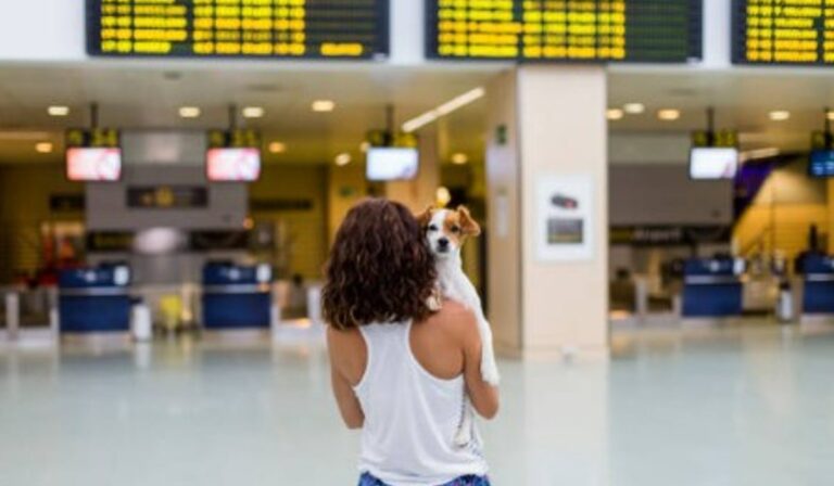 Condiciones para poder viajar con su mascota en avión desde y hacia Colombia