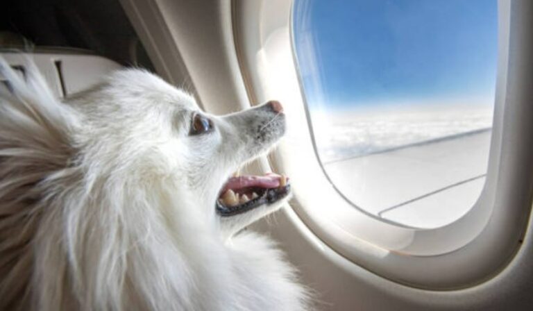 Avianca actualiza políticas de viaje con mascotas: entérese de los cambios