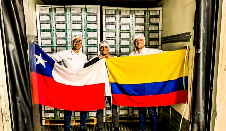 Agrícola Ocoa, exportador de aguacate hass, apunta a seguir creciendo en el mercado chileno