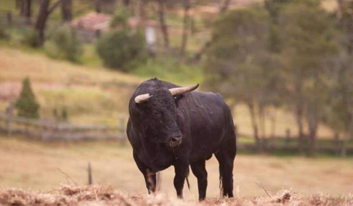 Imagen relacionasa a la ganadería Achury Viejo conocida por sus toros de lidia.
