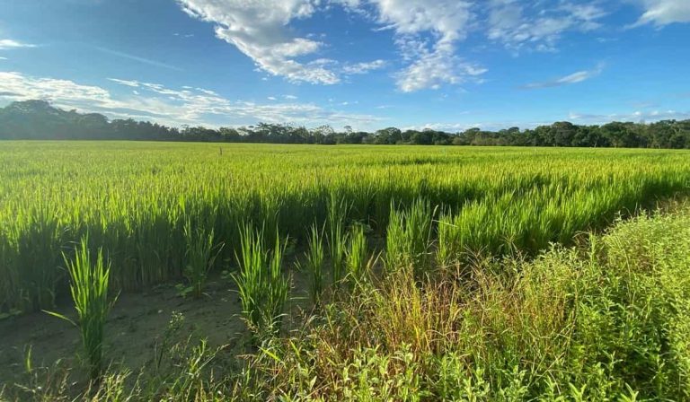 Desarrollarán nuevas variedades de arroz en los Llanos Orientales, esto costará