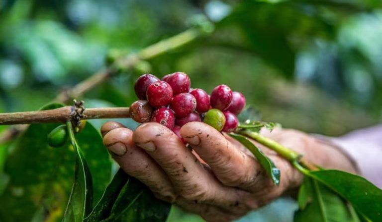Producción de café creció en octubre pero sigue en negativo en 2023