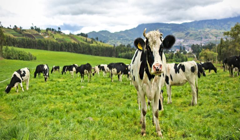 MinAgricultura, Asoleche y Alquería, crean ruta para exportación de leche