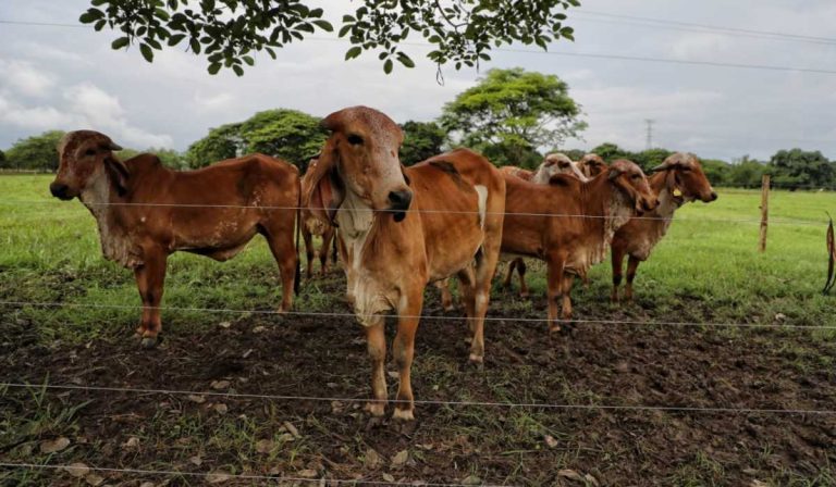 Colombia empezará a exportar carne bovina hacia El Salvador