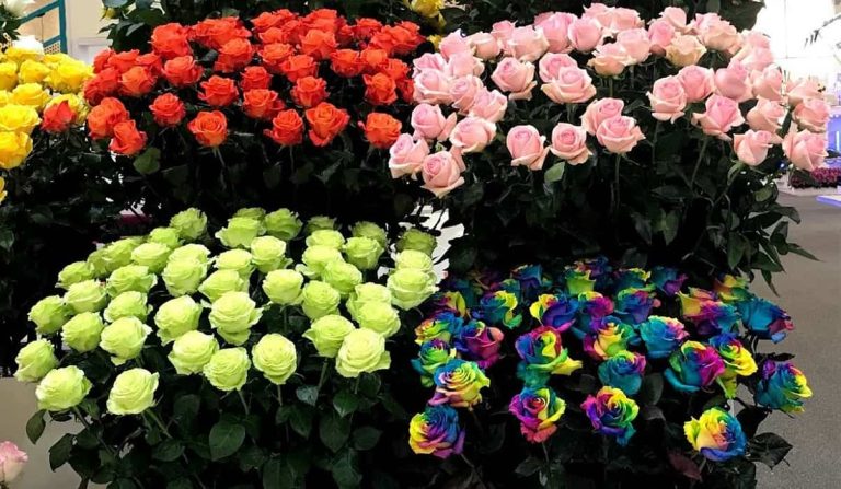 Proflora, una de las principales ferias de flores frescas, celebrará su trigésimo aniversario.