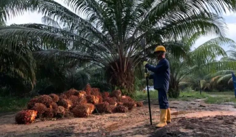 Salas de cine en Colombia proyectan documentales de palmicultores
