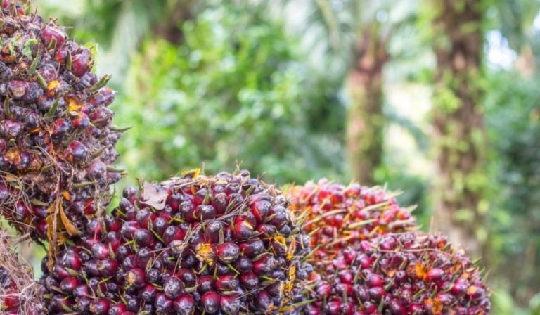 Barómetro Palmero Solidaridad Network: producción sostenible de palmicultura colombiana se consolida