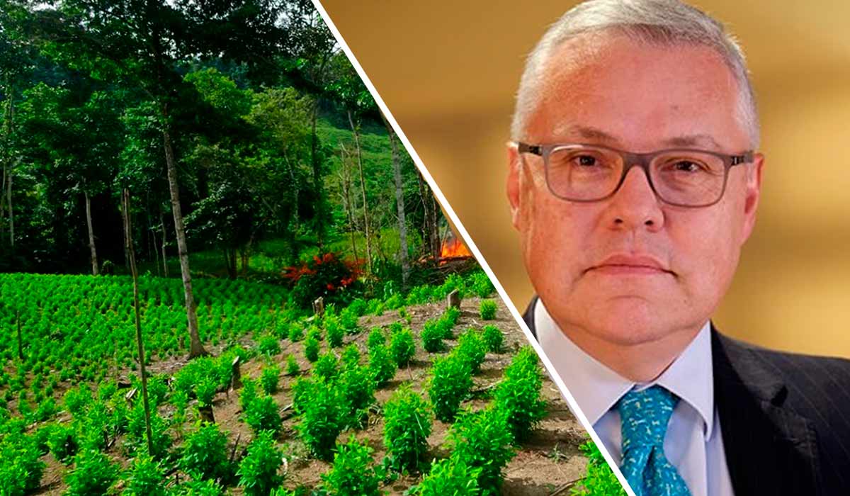Cultivo de coca en Colombia nuevo récord: 230.000 hectáreas