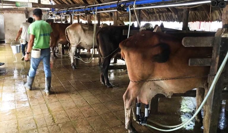 ¿Por qué si cae la producción de leche en Colombia su precio mensual está a la baja también?
