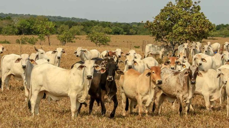 ¿Reapertura de mataderos municipales bajará precio de la carne? Esto dicen expertos sobre nuevo decreto