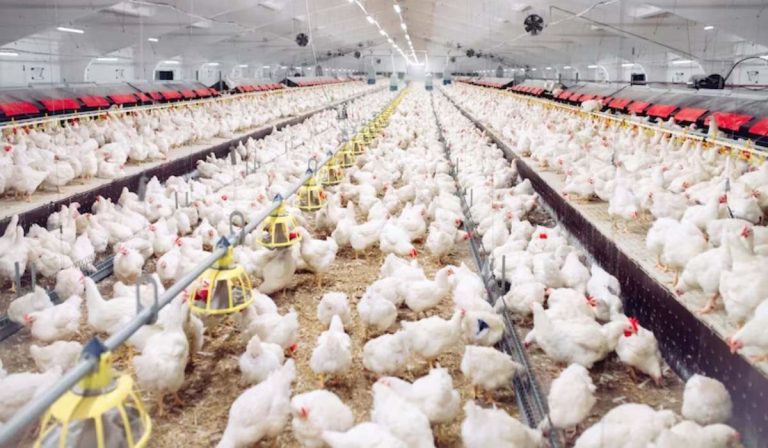 Industria avícola ha comercializado 78.000 aves en temporada navideña