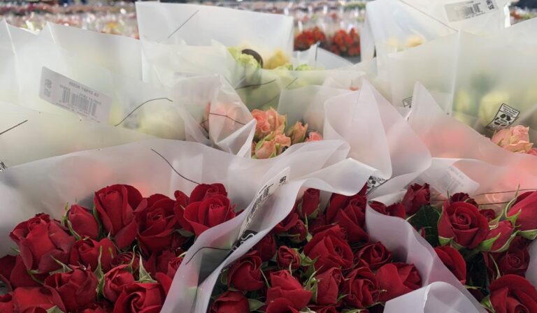En 48 horas se exportan flores para San Valentín: Así es el proceso del cultivo a los aviones